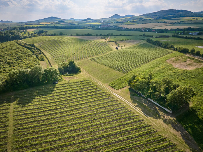 vinice oblasti Čechy