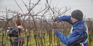 Mistrovství v řezu révy