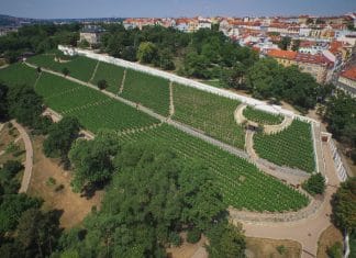 Vinice pod stovkou věží