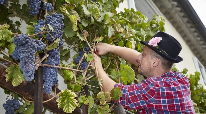 Stara Trta – Stará réva