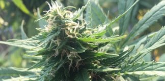 Vinaři z Oregonu pěstují marihuanu