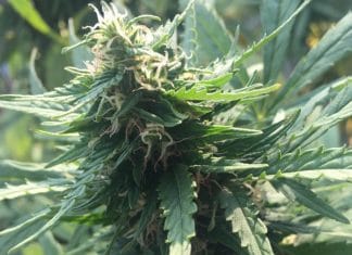 Vinaři z Oregonu pěstují marihuanu