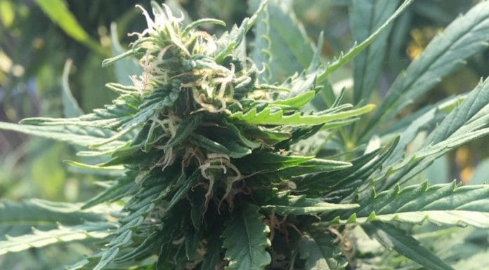 Vinaři z Oregonu pěstují marihuanu