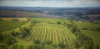 Kam za vínem v následujícím týdnu