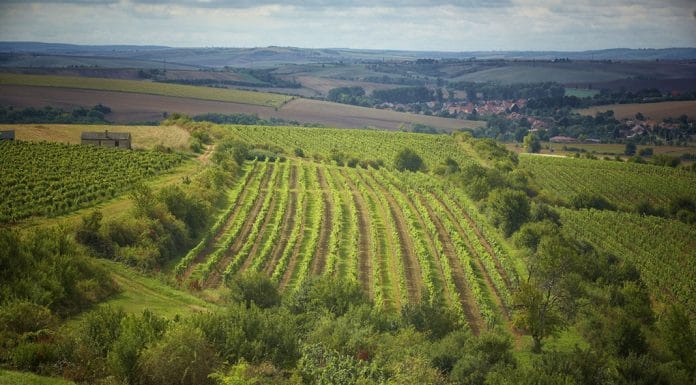 Kam za vínem v následujícím týdnu