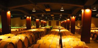 Kam v listopadu za vínem ???