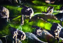 Na cestě za velkým vínem…