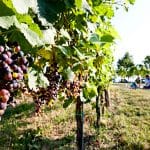 Carnuntum_Experience_02_by_Tom_Lamm