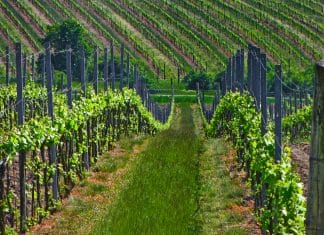 NEJLEPŠÍM VÍNEM ZNOJEMSKA JE SYLVÁNSKÉ ZELENÉ. Vína do finále Národní soutěže vín – Salonu vín vybrána