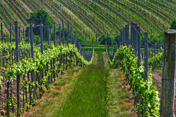 vinice-hnanice-vinohrady-Znojemsko_1-kopie