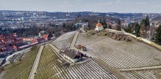 Vinice Svatá Klára