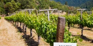 Temné kouzlo Malbecu