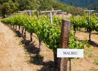 Temné kouzlo Malbecu