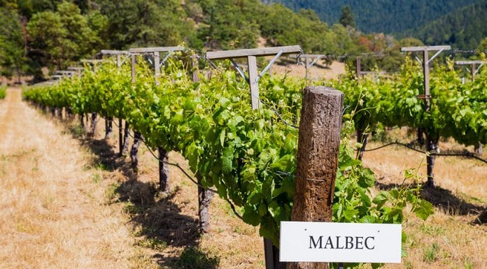 Temné kouzlo Malbecu