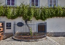 Nejstarší réva na světě, má novou sousedku