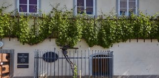 Nejstarší réva na světě, má novou sousedku