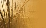 na_kole_za_vinem_banner