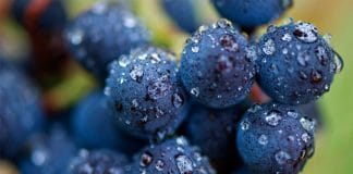 A svátek má… Pinot Noir!