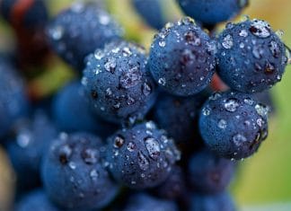 Laboratoř pomůže vinařům odhadnout začátek sklizně