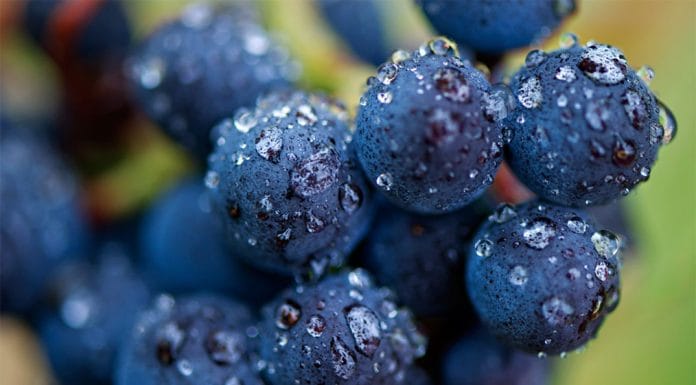 A svátek má… Pinot Noir!