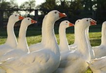 Za husami, vínem i léčivou vodou. Burgenland láká na výlety i chutě