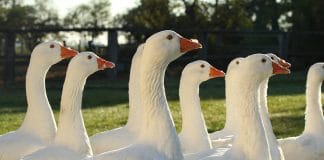 Za husami, vínem i léčivou vodou. Burgenland láká na výlety i chutě