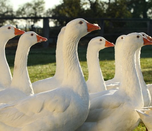 Za husami, vínem i léčivou vodou. Burgenland láká na výlety i chutě