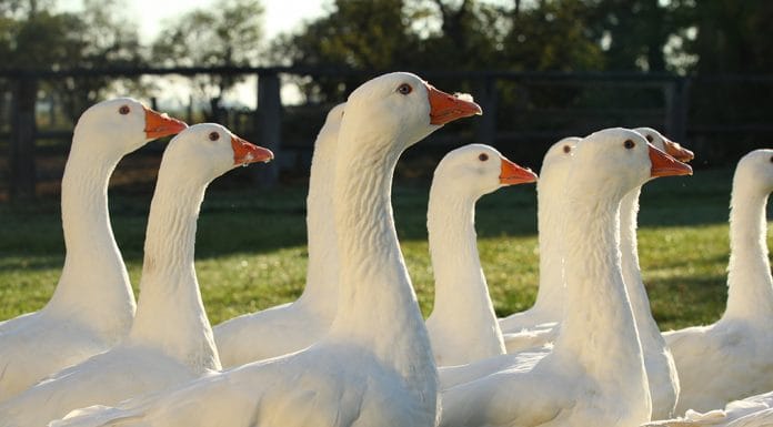 Za husami, vínem i léčivou vodou. Burgenland láká na výlety i chutě