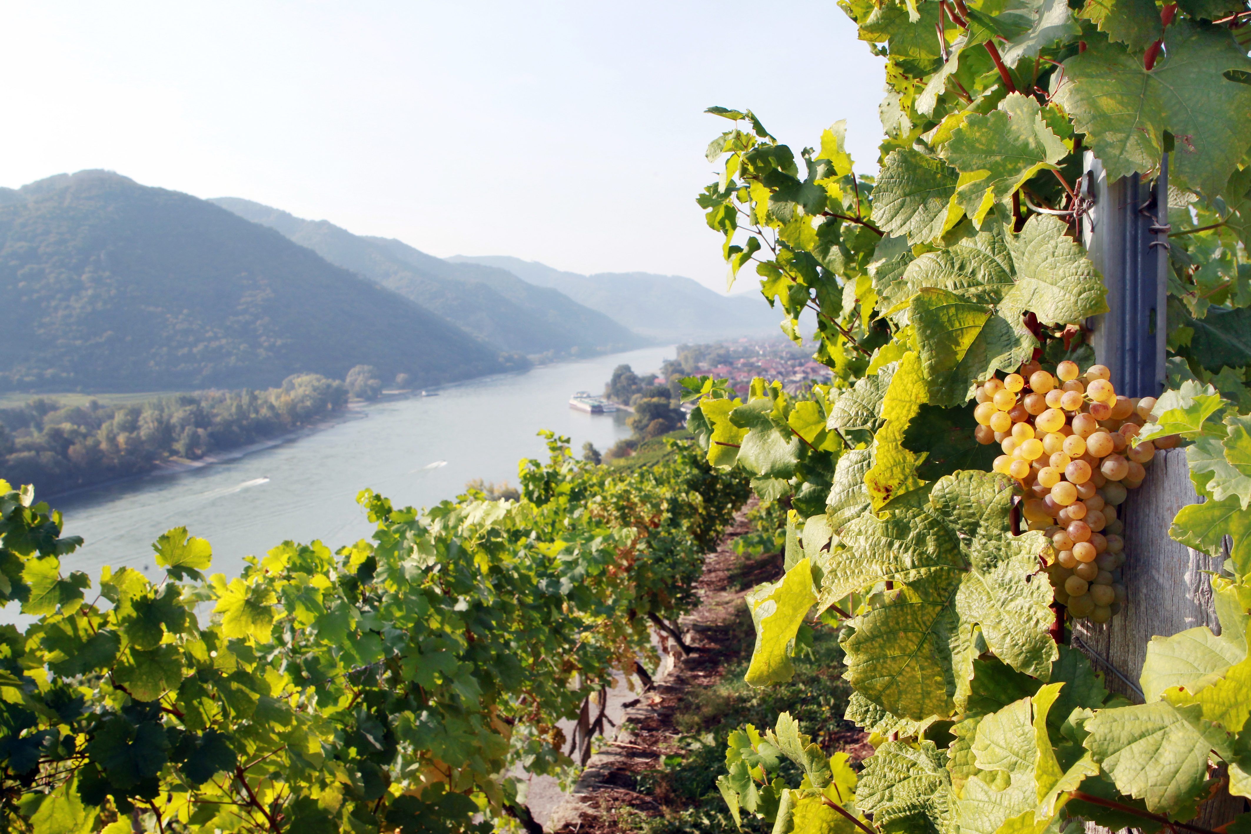 Aufnahmeort : Wachau – Weissenkirchen