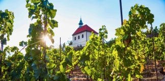 Trojská vinice láká na růžové víno a Botanická zahrada Praha i na další zážitky. Kapacity jsou zatím volné