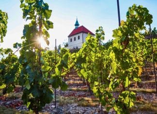 Trojská vinice láká na růžové víno a Botanická zahrada Praha i na další zážitky. Kapacity jsou zatím volné