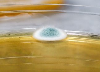 TESTY MIKROBIOLOGICKÉ STABILITY VÍNA