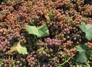 KDY ZAČÍT SE SBĚREM HROZNŮ? VINAŘŮM NAPOVÍ PŘEDSBĚROVÉ ANALÝZY