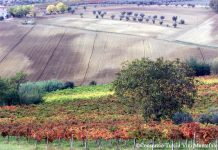Montefalco Sagratino DOCG. Podzimní výlet za skrytou perlou Umbrie