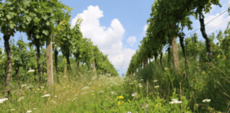 Léto ve vinici. Když je bio nejen víno