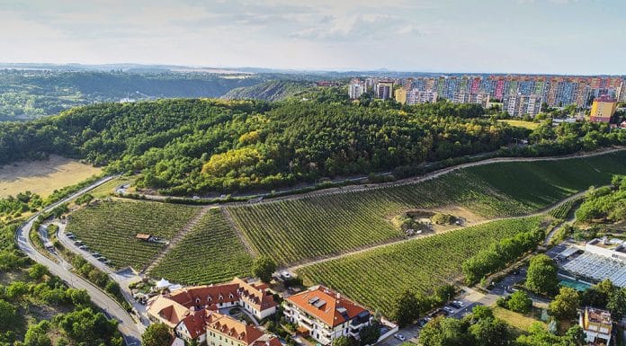 Ryzlink rýnský z Mělníka. Šampion ze Školního statku míří do finále Národní soutěže jako nejlepší víno z Čech