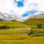 Tramin_vineyards06_FlorianAndergassenHQ