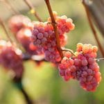 Tramin_vineyards28_FlorianAndergassenHQ