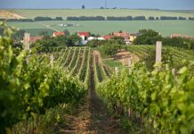 VINOZOOM Vinařství roku 2022 už zná své finalisty