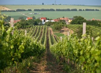 VINOZOOM Vinařství roku 2022 už zná své finalisty