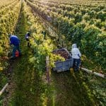 Foto1_Suedtirol_Wein_Florian-Andergassen