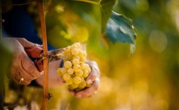 Alto Adige 2022: Mimořádný ročník, jedinečná vína