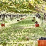 KBZ-terroir_taberhof_0006