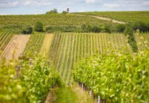 Vydařený vinařský závěr roku. Bodovaly Znovín Znojmo, Habánské sklepy, Vinné sklepy Skalák i Bohemia Sekt