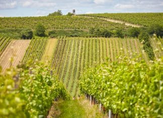 Vydařený vinařský závěr roku. Bodovaly Znovín Znojmo, Habánské sklepy, Vinné sklepy Skalák i Bohemia Sekt