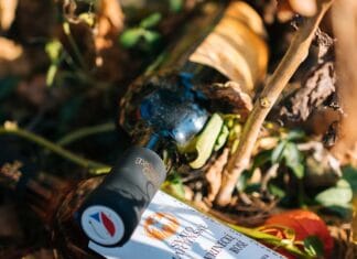 Svěží a ovocitá, z vyzrálých hroznů. Taková jsou Svatomartinská vína 2023. Jejich čas přichází První vína 2023