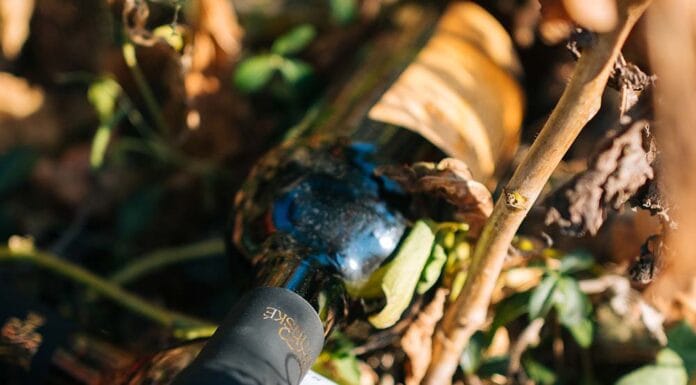 Svěží a ovocitá, z vyzrálých hroznů. Taková jsou Svatomartinská vína 2023. Jejich čas přichází První vína 2023