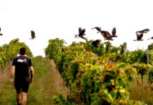 Dny protinožců opět v Černé labuti. Svátek australských a novozélandských vín již potřetí vinohrad Austrálie