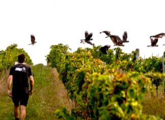 Dny protinožců opět v Černé labuti. Svátek australských a novozélandských vín již potřetí vinohrad Austrálie