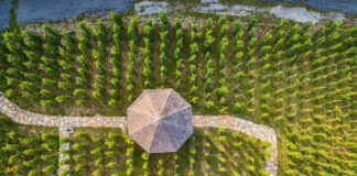 Pražské vinice zrodily novou tradici. Víkendové „otevřené sklepy“ nabídnou ochutnávky, prohlídky i besedy vinice s altánem